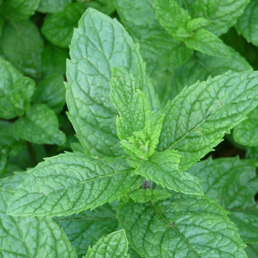 FuturePlanter Hemingway-Minze (Mentha X Piperita 'Hemingway') 4 FuturePlanter Hemingway-Minze (Mentha X Piperita 'Hemingway')