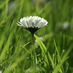 FuturePlanter Alle Pflanzen Im Shop Gänseblümchen (Bellis Perennis)