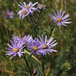 FuturePlanter Berg-Aster (Aster Amellus) Alle Pflanzen Im Shop