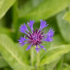 FuturePlanter Alle Pflanzen Im Shop Berg-Flockenblume (Centaurea Montana)