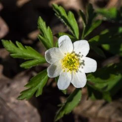 FuturePlanter Buschwindröschen (Anemone Nemorosa)