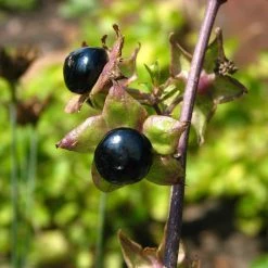 FuturePlanter Tollkirsche (Atropa Bella-donna) 14 FuturePlanter Tollkirsche (Atropa Bella-donna)