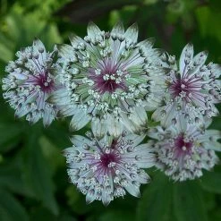 FuturePlanter Grosse Sterndole (Astrantia Major) Alle Pflanzen Im Shop 12 FuturePlanter Grosse Sterndole (Astrantia Major) Alle Pflanzen Im Shop