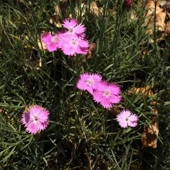 FuturePlanter Grenobler Nelke (Dianthus Gratianopolitanus) Alle Pflanzen Im Shop