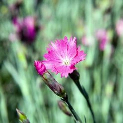 FuturePlanter Grenobler Nelke (Dianthus Gratianopolitanus) Alle Pflanzen Im Shop