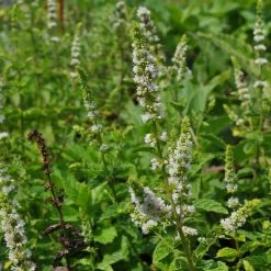 FuturePlanter Hemingway-Minze (Mentha X Piperita 'Hemingway') 6 FuturePlanter Hemingway-Minze (Mentha X Piperita 'Hemingway')