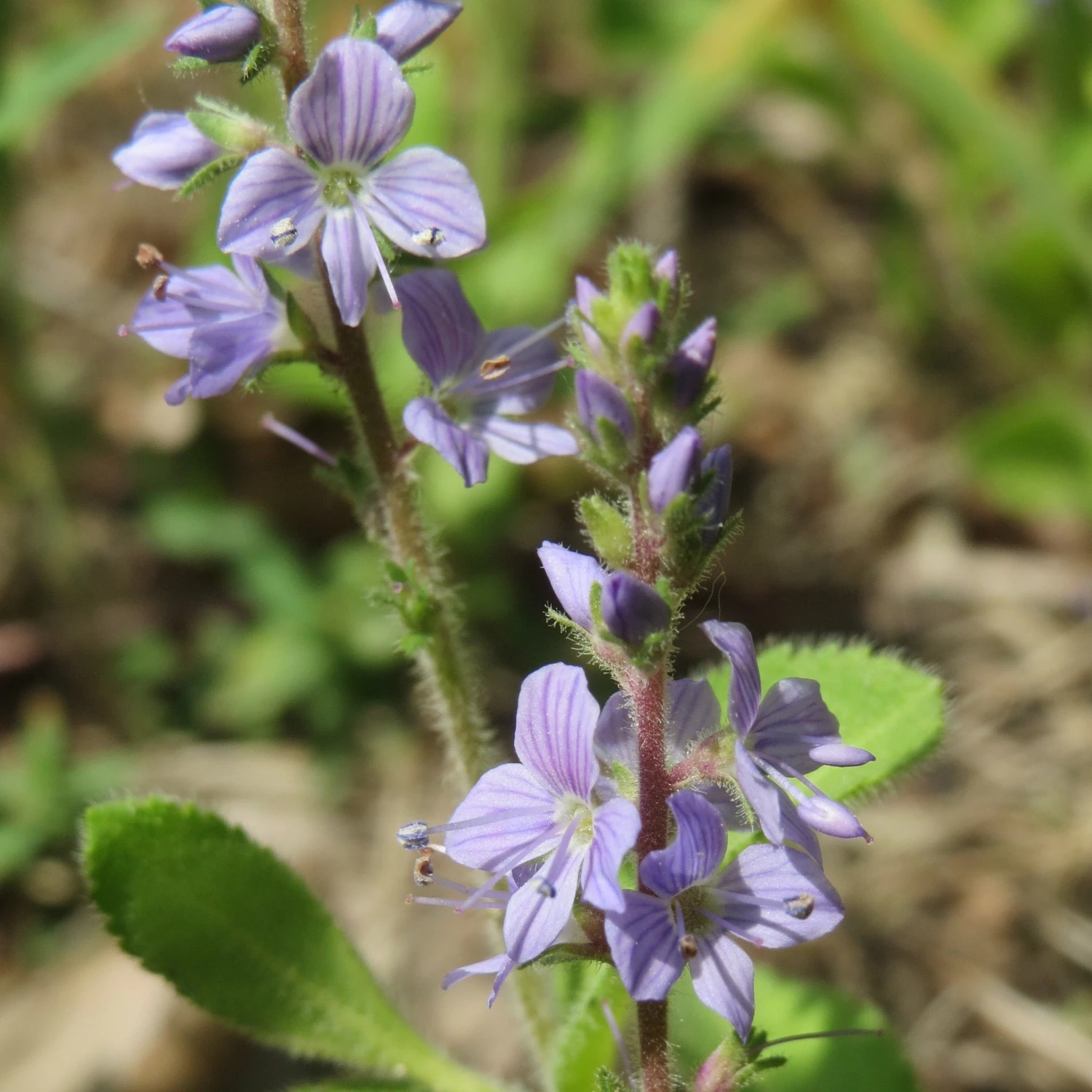 FuturePlanter Alle Pflanzen Im Shop Echter Ehrenpreis (Veronica Officinalis) 3 FuturePlanter Alle Pflanzen Im Shop Echter Ehrenpreis (Veronica Officinalis)