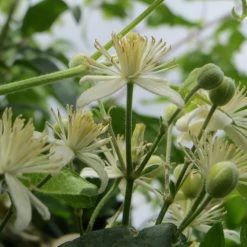 FuturePlanter Alle Pflanzen Im Shop Gemeine Waldrebe (Clematis Vitalba)