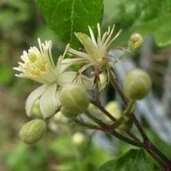 FuturePlanter Alle Pflanzen Im Shop Gemeine Waldrebe (Clematis Vitalba)