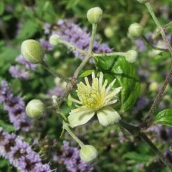 FuturePlanter Alle Pflanzen Im Shop Gemeine Waldrebe (Clematis Vitalba)