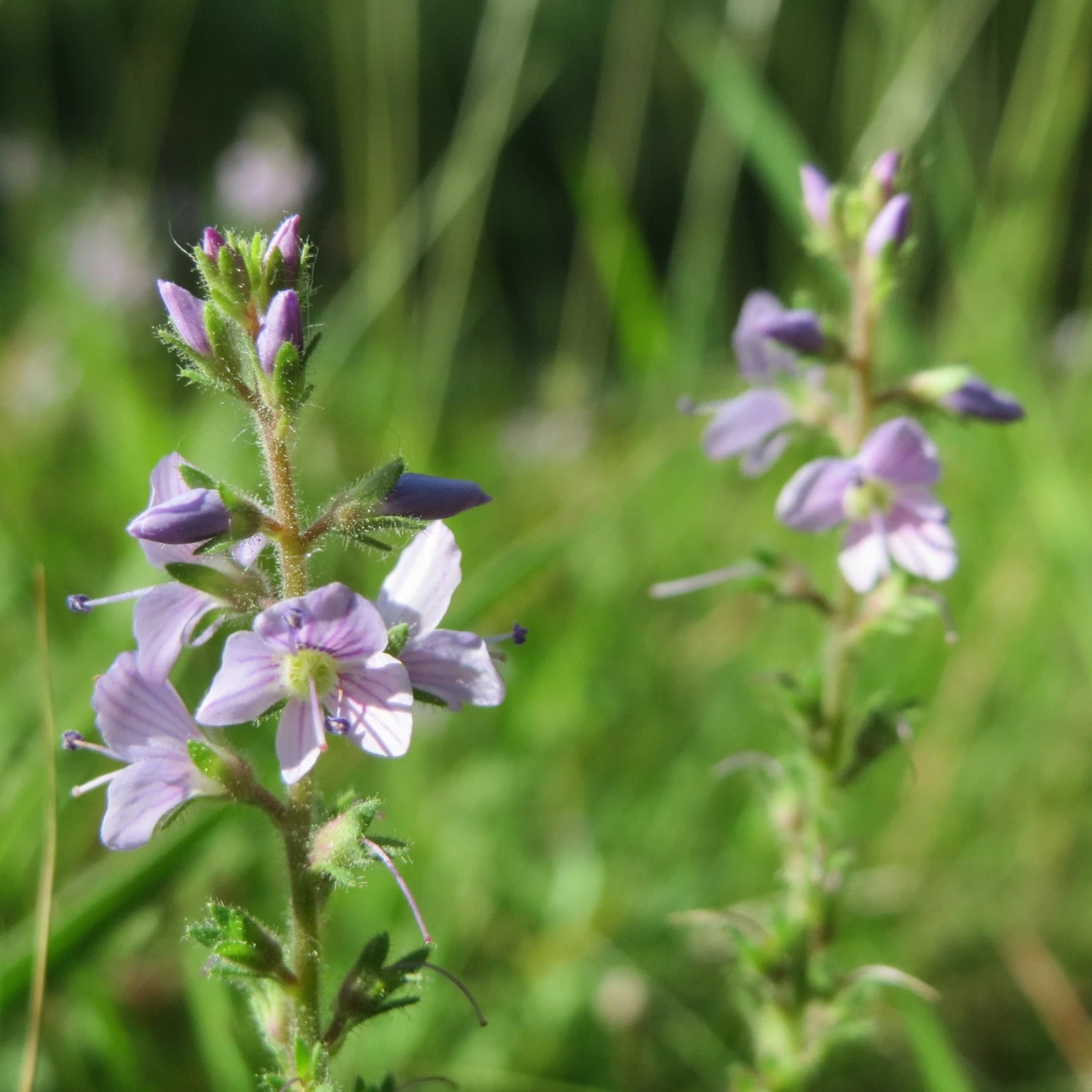 FuturePlanter Alle Pflanzen Im Shop Echter Ehrenpreis (Veronica Officinalis) 1 FuturePlanter Alle Pflanzen Im Shop Echter Ehrenpreis (Veronica Officinalis)