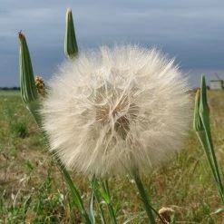 FuturePlanter Wiesen-Bocksbart (Tragopogon Pratensis) Alle Pflanzen Im Shop