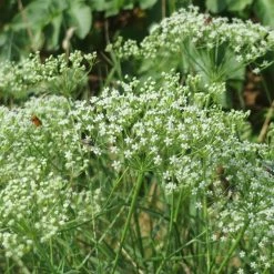 FuturePlanter Alle Pflanzen Im Shop Sicheldolde (Falcaria Vulgaris)