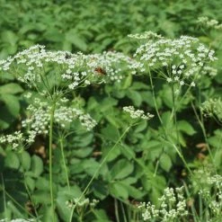 FuturePlanter Alle Pflanzen Im Shop Sicheldolde (Falcaria Vulgaris)