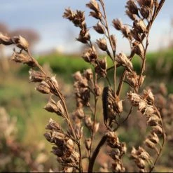 FuturePlanter Beifuss (Artemisia Vulgaris) Alle Pflanzen Im Shop