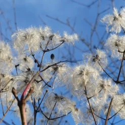 FuturePlanter Alle Pflanzen Im Shop Gemeine Waldrebe (Clematis Vitalba)