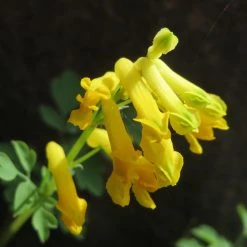 FuturePlanter Gelber Lerchensporn (Corydalis Lutea) Alle Pflanzen Im Shop
