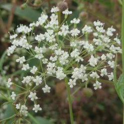 FuturePlanter Alle Pflanzen Im Shop Sicheldolde (Falcaria Vulgaris)