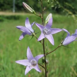FuturePlanter Rapunzel-Glockenblume (Campanula Rapunculus) Alle Pflanzen Im Shop