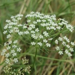 FuturePlanter Alle Pflanzen Im Shop Sicheldolde (Falcaria Vulgaris)