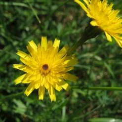 FuturePlanter Wiesen-Bocksbart (Tragopogon Pratensis) Alle Pflanzen Im Shop