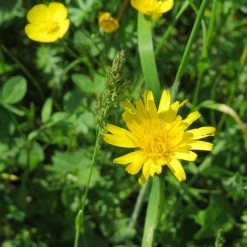 FuturePlanter Wiesen-Bocksbart (Tragopogon Pratensis) Alle Pflanzen Im Shop