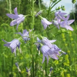 FuturePlanter Rapunzel-Glockenblume (Campanula Rapunculus) Alle Pflanzen Im Shop