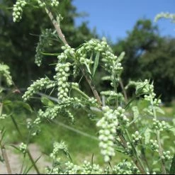 FuturePlanter Beifuss (Artemisia Vulgaris) Alle Pflanzen Im Shop