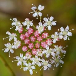 FuturePlanter "All You Can Pflanz" Stauden-Set