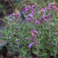 FuturePlanter Alle Pflanzen Im Shop Edel-Gamander (Teucrium Chamaedrys)