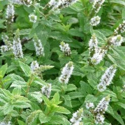 FuturePlanter Hemingway-Minze (Mentha X Piperita 'Hemingway')