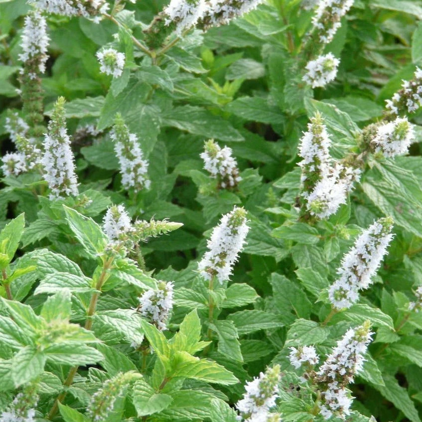 FuturePlanter Hemingway-Minze (Mentha X Piperita 'Hemingway') 2 FuturePlanter Hemingway-Minze (Mentha X Piperita 'Hemingway')