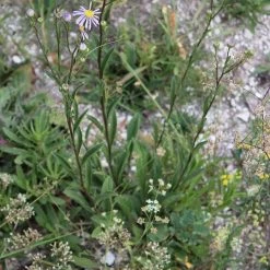 FuturePlanter Berg-Aster (Aster Amellus) Alle Pflanzen Im Shop