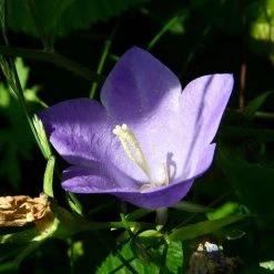 FuturePlanter Alle Pflanzen Im Shop Pfirsichblättrige Glockenblume (Campanula Persicifolia)