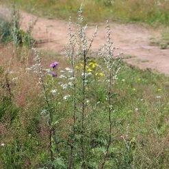 FuturePlanter Beifuss (Artemisia Vulgaris) Alle Pflanzen Im Shop