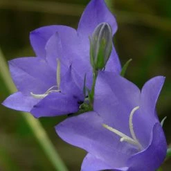 FuturePlanter Alle Pflanzen Im Shop Pfirsichblättrige Glockenblume (Campanula Persicifolia)