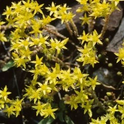 FuturePlanter Scharfer Mauerpfeffer (Sedum Acre) Alle Pflanzen Im Shop