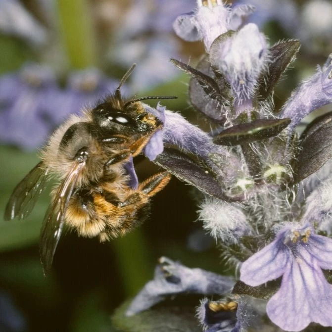 FuturePlanter Alle Pflanzen Im Shop Genfer Günsel (Ajuga Genevensis) 3 FuturePlanter Alle Pflanzen Im Shop Genfer Günsel (Ajuga Genevensis)