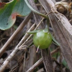 FuturePlanter Acker-Gauchheil (Anagallis Arvensis)