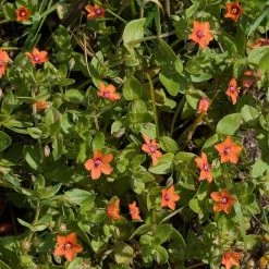 FuturePlanter Acker-Gauchheil (Anagallis Arvensis)