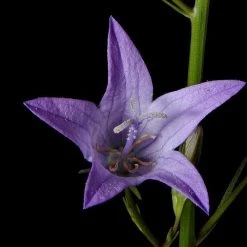 FuturePlanter Alle Pflanzen Im Shop Acker-Glockenblume (Campanula Rapunculoides) 11 FuturePlanter Alle Pflanzen Im Shop Acker-Glockenblume (Campanula Rapunculoides)