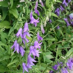 FuturePlanter Alle Pflanzen Im Shop Acker-Glockenblume (Campanula Rapunculoides) 15 FuturePlanter Alle Pflanzen Im Shop Acker-Glockenblume (Campanula Rapunculoides)