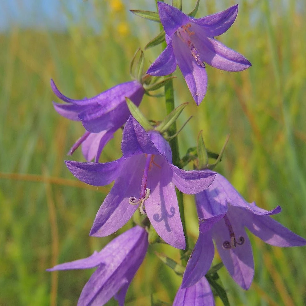 FuturePlanter Alle Pflanzen Im Shop Acker-Glockenblume (Campanula Rapunculoides) 1 FuturePlanter Alle Pflanzen Im Shop Acker-Glockenblume (Campanula Rapunculoides)