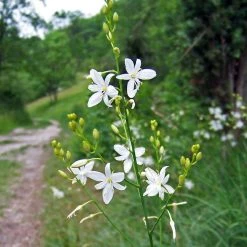 FuturePlanter Ästige Graslilie (Anthericum Ramosum)