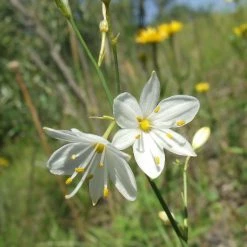 FuturePlanter Ästige Graslilie (Anthericum Ramosum)