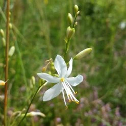 FuturePlanter Ästige Graslilie (Anthericum Ramosum)