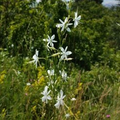 FuturePlanter Ästige Graslilie (Anthericum Ramosum)