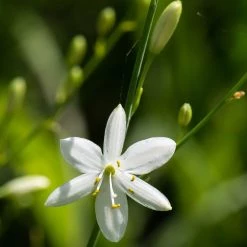FuturePlanter Ästige Graslilie (Anthericum Ramosum)