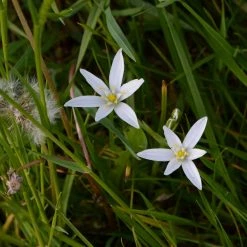 FuturePlanter Ästige Graslilie (Anthericum Ramosum)