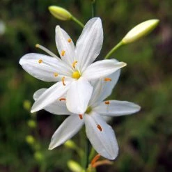FuturePlanter Ästige Graslilie (Anthericum Ramosum)
